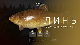 РУССКАЯ РЫБАЛКА 4 | RF4 - ЛИНЬ, ОЗ.СТАРЫЙ ОСТРОГ