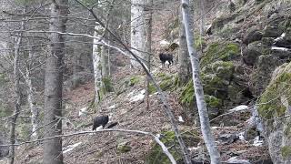 Ciopor de capre negre filmat în zona Rusca Teregova - Imagini extrem de rare