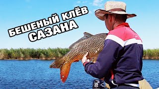 БЕШЕНЫЙ КЛЁВ САЗАНА. Рыбалка в Казахстане. Рыбалка на Балхаше. Рыбалка на Сазана (часть 1)