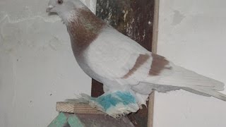 Бойные Голуби Павлодара (Сергей Афанасьев , Павлодар, Казахстан )