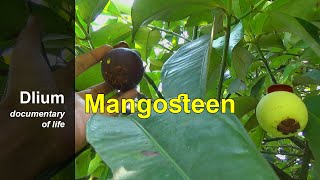 Mangosteen (Garcinia mangostana)