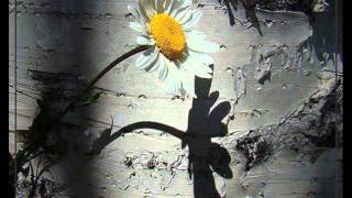 Dariush-Vadeye ma Labe Darya داریوش ، وعده ما لب دریا