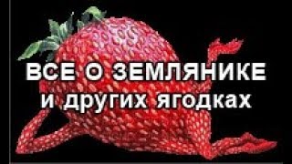 Закладка новых грядок для посадки земляники.