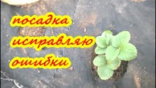КАК САЖАТЬ КЛУБНИКУ НА АГРОВОЛОКНО ?/Исправляю ошибки