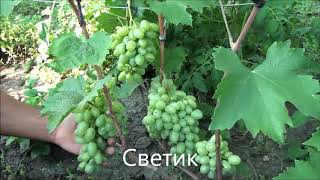 Светик
