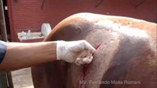 Ovariectomia en yegua