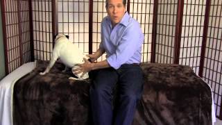 Dog Hip Pain Relief