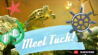 ?MEET TUCK the Red Ear Sliding Turtle!
