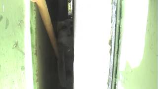 Рятувальники визволили собаку, яка застрягла