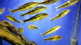 Цихла теменсис (Cichla temensis)