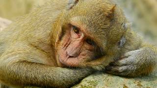 what wrong happen why fat boy Sweet Pea so sad today / Monkey Post