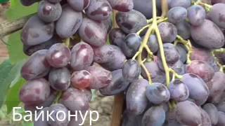 Новые сорта и гибридные формы  2016года виноградник  КарповаИ.А.и РубельН.Г.
