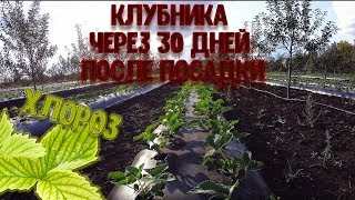 Клубника через 30 дней после высадки, первый хлороз.