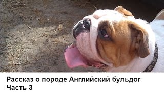 Английский бульдог. Часть 3. О характере породы