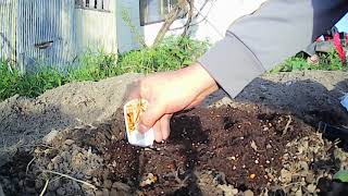 ⑦家庭菜園　　　ヤーコン　　植え付け　　　　俺の畑   Hokkaido Japan
