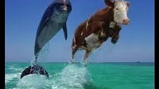 تحدي السباحة الكوميدي ستنهار من البكاء مع الضحك تقدمه لكم قناة اعصار ميدو طولان