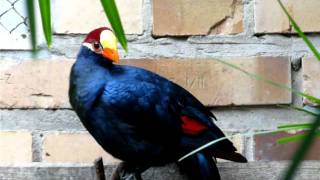 Zoo Opole - Turako fioletowy (Violet Turaco )