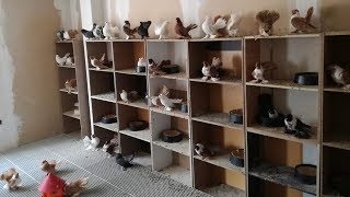 Если бы не сняли никто не Поверил / Декоративные голуби с Игрои