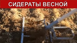 КАКИЕ СИДЕРАТЫ СЕЯТЬ ВЕСНОЙ /НЕ КОПАТЬ/ Органическое земледелие