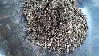 산양삼재배 growing ginseng