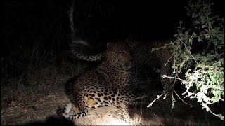 Quick Leopard Mating Session