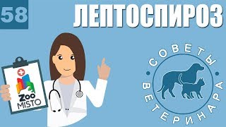 Лептоспироз у домашних животных | Симптомы и лечение лептоспироза | Советы Ветеринара
