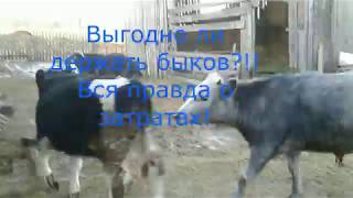 Выгодно ли держать быков?!Вся правда о затратах!