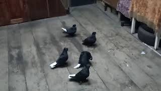 Славянские бойные только что приехали из Краснодара...）