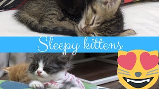 Funny Cat Videos Of Kittens Dozing Off To Sleep