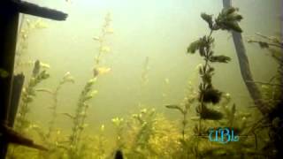 Дельта реки Волга - подводная съемка