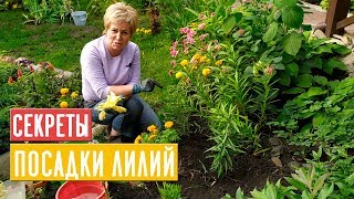 САЖАЕМ ЛИЛИИ ? Особенности летней и осенней посадки / Садовый гид