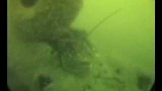 WW2 Aircraft Wreck