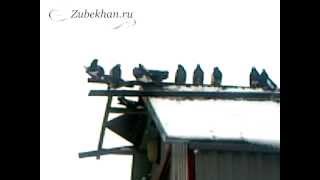 Курские голуби - Полет турмана