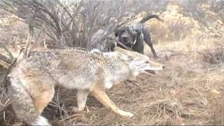 Coyote Dogs 101 Trailer