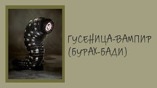 Неизвестные Животные Планеты Земля 169 - Гусеница-Вампир (Бурах-Бади)