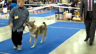7 Россия 2012 суки юниоры Ambra z Vsestudskych Plani и Ginger II od Uhost