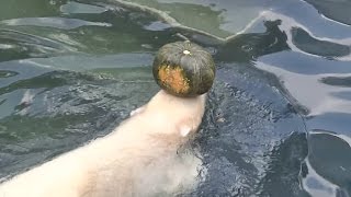 Медвежонок Ростик. За тыквой в воду!