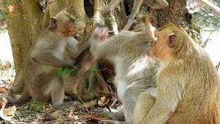 BABY MONKEY CRYING , WHAT DID WRONG MOM JANE WRONG ON HER BABY JANNA? |