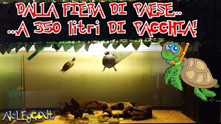 COME ALLEVARE BENE TARTARUGHE in ACQUARIO - Trachemys Scripta Sripta [AleLEgGOdt]