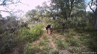Demo Video Trailcam caza, esperas y vigilancia Ltl Acorn 5310 Wide Lense