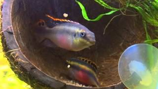 Spawning Pelvicachromis pulcher/Нерест Пельвикахромис пульхер