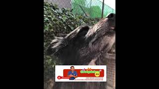Estimulación temprana en perros, haz que pierda el miedo a las cosas.