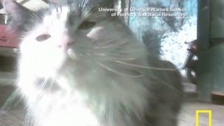 The secret lives of cats caught on cam