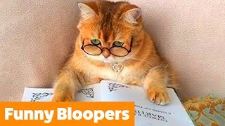 Funniest Animal Bloopers | Funny Pet Videos