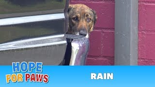 Homeless German Shepherd cries like a human!  I have never heard anything like this!!!