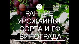 Ранние и очень урожайные сорта и ГФ винограда на 21.07.2019.