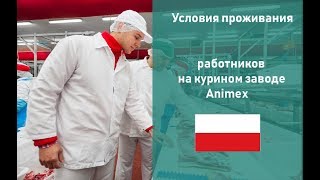 Условия проживания работников на курином заводе. -Работа в Польше. - АМ Лингвиста