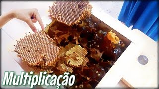 Divisão de abelha Iraí