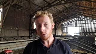 La détection des chaleurs chez une vache et l'insémination