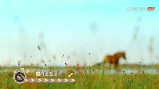 尖叫CAR拉秀︳張韶涵《夢裡花》